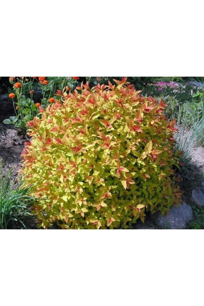 Спірея японська Меджик Карпет®/Вальбума®